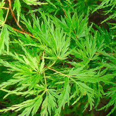 Клён palmatum Seiryu