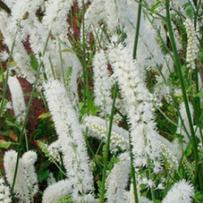 Клопогон simplex White Pearl
