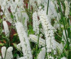 Клопогон simplex White Pearl