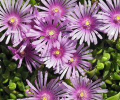Делосперма Sundella Lavender