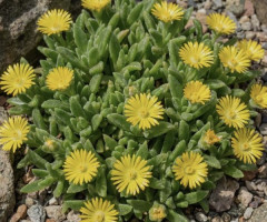 Делосперма Yellow Ice Plant