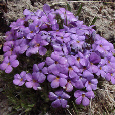 Флокс Келсі