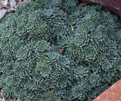Ломикамінь crustata Minima