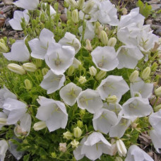 Колокольчик карпатский Carillon White