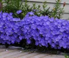 Дзвіночок карпатський Carillon Blue