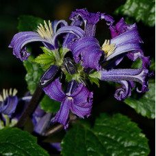 Клематис борщевиколистный China Purple