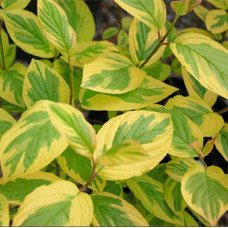 Дерен sericea Hedgerow's Gold