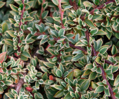 Кизильник горизонтальный Variegatus