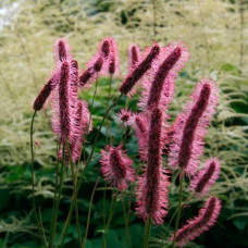 Кровохлебка menziesii Wake Up