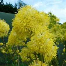Василистник flavum Tukker Princess