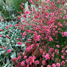 Кровохлёбка officinalis Pink Tanna