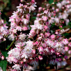 Дейция шершавая Codsall Pink
