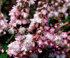 Дейция шорстка Codsall Pink