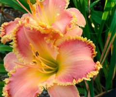 Лілійник Heavenly Pink Fang