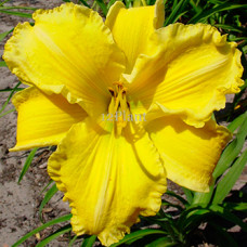 Лилейник Molokai