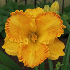 Лілійник Orange Nassau