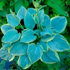 Хоста Blue Flame