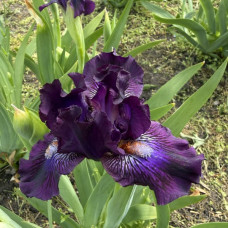 Карликовый ирис Purple Tiger