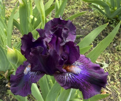 Карликовий ірис Purple Tiger