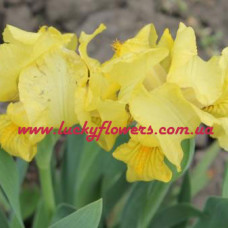 Карликовый ирис Yellow