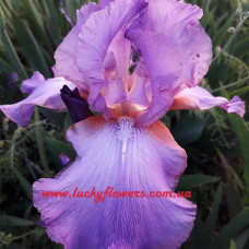Ірис Amethyst Flame
