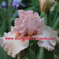 Ірис Lotus Land