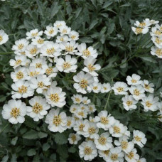 Деревій umbellata