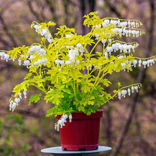 Дицентра spectabilis White Gold