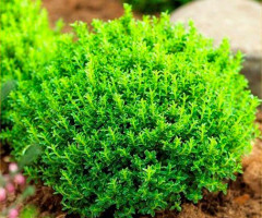 Хебе Green Globe