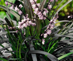 Офиопогон Planiscapus Niger