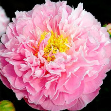 Півонія Pink Charmer