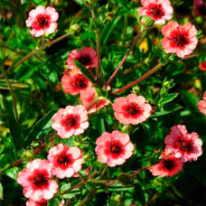 Лапчатка nepalensis Miss Willmott