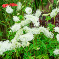 Кровохлёбка obtusa Alba