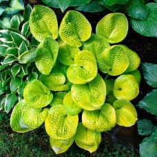 Хоста Maui Buttercups