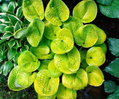 Хоста Maui Buttercups