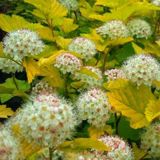 Пузыреплодник opulifolius Luteus