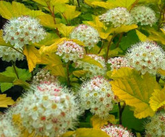 Пузыреплодник opulifolius Luteus
