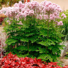 Василистник Nimbus Pink