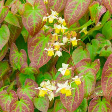 Горянка разноцветная Sulphureum