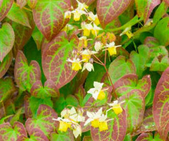 Горянка різнобарвна Sulphureum