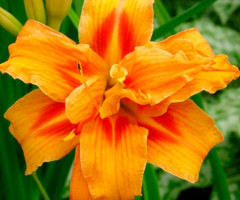 Лілійник Apricot Beauty
