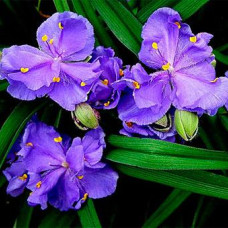 Традесканция Caerulea Plena