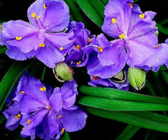 Традесканція Caerulea Plena