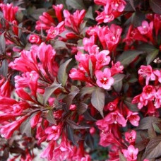 Вейгела цветущая Foliis Purpureis