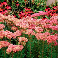 Седум Pool Party