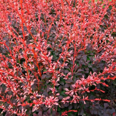 Барбарис thunbergii Pink Attraction