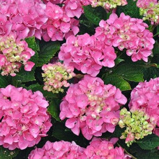 Гортензия macrophylla