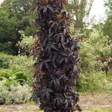 Бузина черная BLACK TOWER Eiffel 1