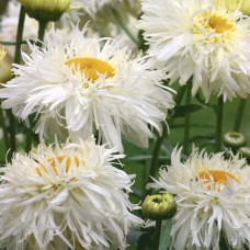 Ромашка Crazy Daisy