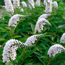 Вербейник Clethroides